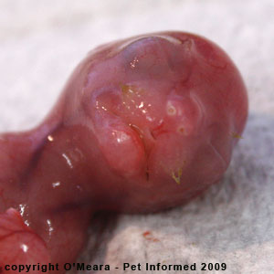 Stages of cat pregnancy - the foetal kitten at five weeks pregnancy. Stages of cat pregnancy - the foetal kitten at five weeks pregnancy.