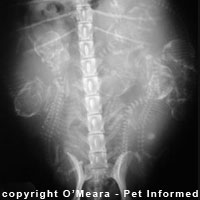 Fetal kitten bones are visible on radiograph at 40-45 days gestation.