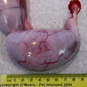 Stage of cat pregnancy - the uterus of a pregnant cat at 6 weeks gestation. Stage of cat pregnancy - the uterus of a pregnant cat at 6 weeks gestation.