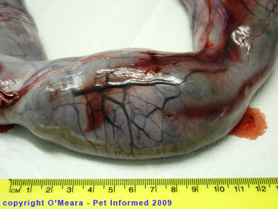 Stage of cat pregnancy - the uterus of a full term cat pregnancy. Stage of cat pregnancy - the uterus of a full term cat pregnancy.