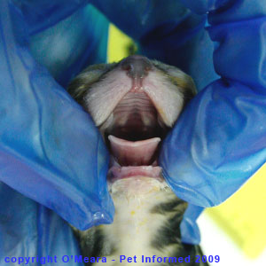 The inside of the mouth of a full-term fetal kitten. The inside of the mouth of a full-term fetal kitten.