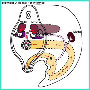 There is a path from the embryonic yolk sac to each developing testis. Germ cells (stem cells) migrate up this path, lodge in each testicle and begin to produce sperm.