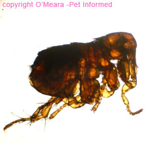 This robust little flea in the action of jumping is the rabbit flea: Spilopsyllus cuniculi. It is smaller than Ctenocephalides and much less common. It is discerned by its facial combs.