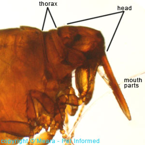 Flea pictures - the sticktight flea is a poultry or chicken flea that clings tightly to its host using giant, piercing mouthparts.