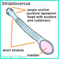 The strobilocercus form of tapeworm larval cyst.