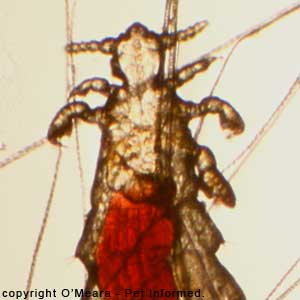 This is a picture of the mouse louse - Polyplax serrata. The head, legs and thorax are indicated.