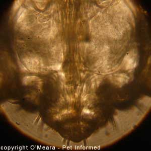 Lice pictures - This is an extreme close-up view of the head of a sucking louse. The tube-like, blood sucking stylets are visible as are the louse's salivary glands.