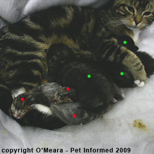 A mother cat with foster kittens. A mother cat with foster kittens.