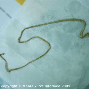 An adult zipperworm from a cat.