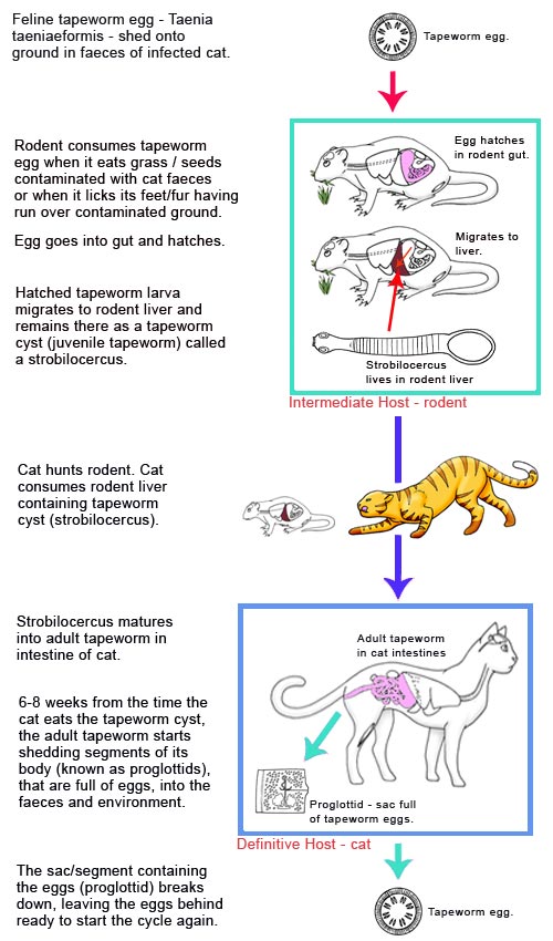 Tapeworm in cats - the life cycle of Taenia taeniaeformis cat tapeworms.
