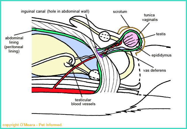 pig vascular anatomy