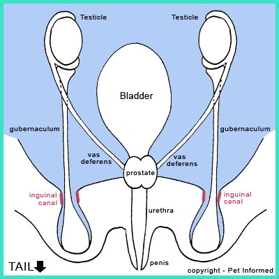 is cryptorchidism in dogs genetic