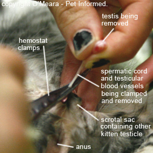 Clamping of the testicular blood vessel supply during kitten early age neutering (desexing) surgery.