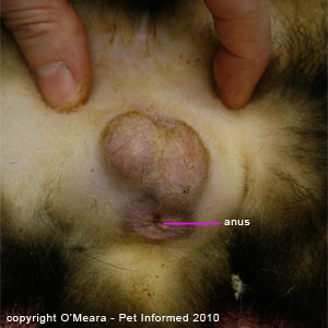 Sexing ferrets pictures - a male ferret. Sexing ferrets pictures - a male ferret.