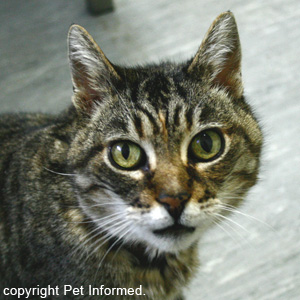 Tortoiseshell cats (torties) are always female except in a few rare instances.