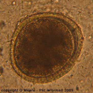 Fecal float parasite pictures - A dog roundworm egg (Toxocara canis) seen on a fecal float.