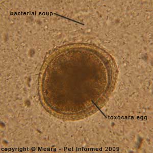 Fecal float parasite pictures - picture of a dog round worm egg. The worm egg floats within a background of millions of tiny faecal bacteria.