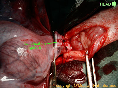 Pregnant spay - the uterine body is double-ligated.