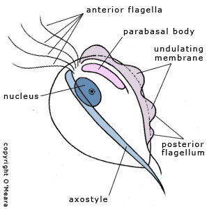 Trichomonas diagram.