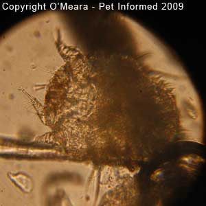 Guinea pig mites photos - the guinea pig mange mite (Trixacarus caviae).