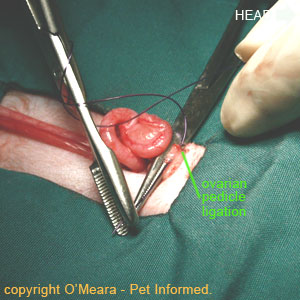 Cat spaying procedure - A suture is placed around the ovarian blood vessels supplying the feline ovary.