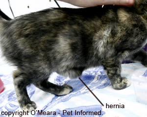 This is a cat with a large umbilical hernia. This kind of complication can occur after cat or dog spaying surgery.
