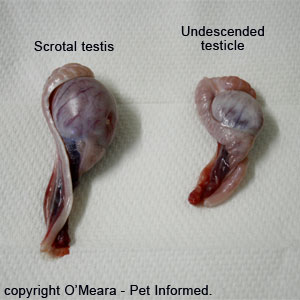 Steroid shrunken testicles pics