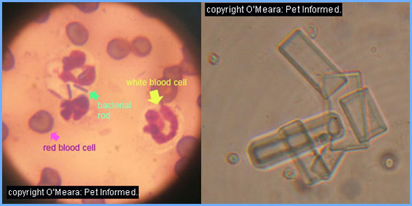 Image 2 - Image of urine with a urinary tract infection. Image 3 - Struvite crystals in a cat.
