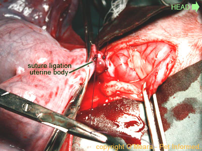 Pregnant cat spay image - the uterine body is double-ligated.