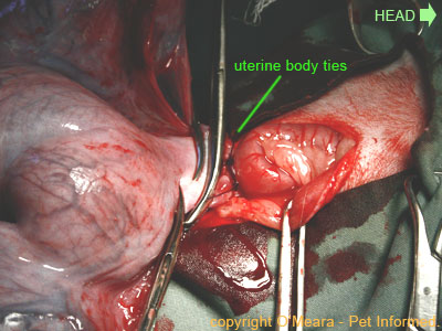 Pregnant cat spay image - The surgeon has tied off each of the uterine vessels separately.