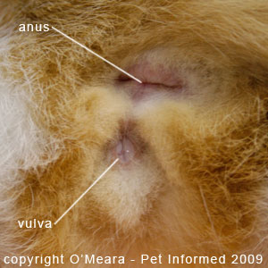The female cat in heat might produce a watery, clear genital fluid. The female cat in heat might produce a watery, clear genital fluid.
