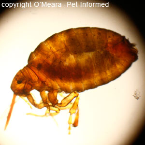 Sticktight flea - Echidnophaga - under microscope.