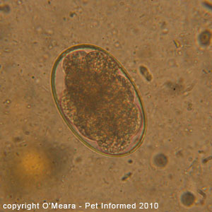 Canine hook worm egg seen on a faecal float test.