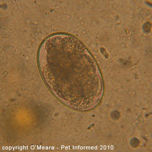 Canine hook worm egg seen on a faecal float test. Canine hook worm egg seen on a faecal float test.