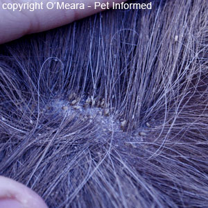 Horse lice picture - Clusters of lice and lice eggs (lice nits) can be found at the base of the hairs, particularly in the areas of the coat underneath the mane, alongside the neck and around the poll, withers and tail-base.