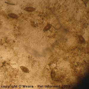 Fecal float parasite pictures - canine whipworm eggs on a faecal float.