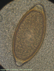 This is a high-power (1000x oil immersion) image of one of the fecal float eggs - a Whip Worm egg.