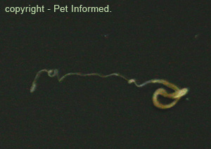 An adult whip worm (Trichuris vulpis). The distinctive whip-like tail of the worm is clearly visible.