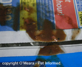 Haemorrhagic, watery diarrhea typical of canine parvovirus infection. The presence of blood in diarrhoea is not diagnostic of parvo virus though: a parvovirus test must be performed.