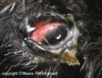 This is dry eye or keratoconjunctivitis sicca, a condition that can occur for many reasons, including canine distemper virus (CDV). The eye is crusted with mucus secretions and produces no tears to moisten the eye.