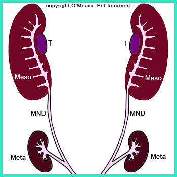 The mesonephron kidney shrinks in size (starts to regress and atrophy) and the third kidney (the metanephron) starts to grow and form.