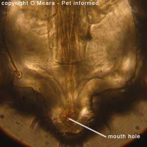 Louse photos - This is a labeled picture of the sucking louse's mouth.