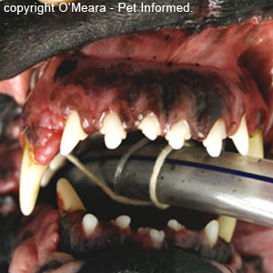 The front teeth of a dog with acromegaly.