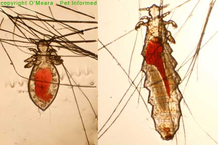 Lice pictures - These are adult (right) and nymph (left) sucking lice from the mouse. The louse species is called Polyplax serrata.