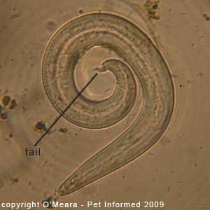 Fecal float parasite pictures - cat lungworm tail.