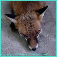 The fox is a common carrier of hydatid tapeworms.