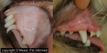 dog pale gums lethargy