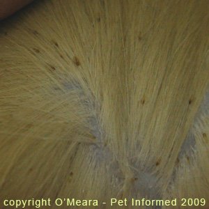 Severe lice infestation of a cat's fur.