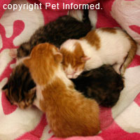 Tiny newborn kittens - prime candidates for coccidiosis disease - coccidia infection.