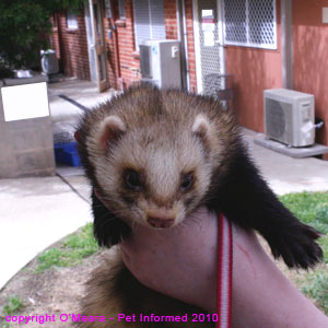 Ferret sexing pictures - a large male (hob) ferret.